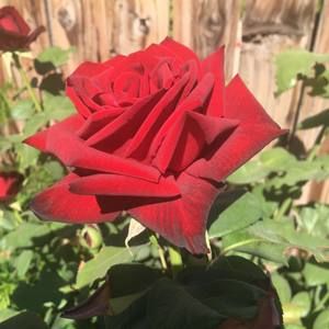 Meet your Posher, Irma